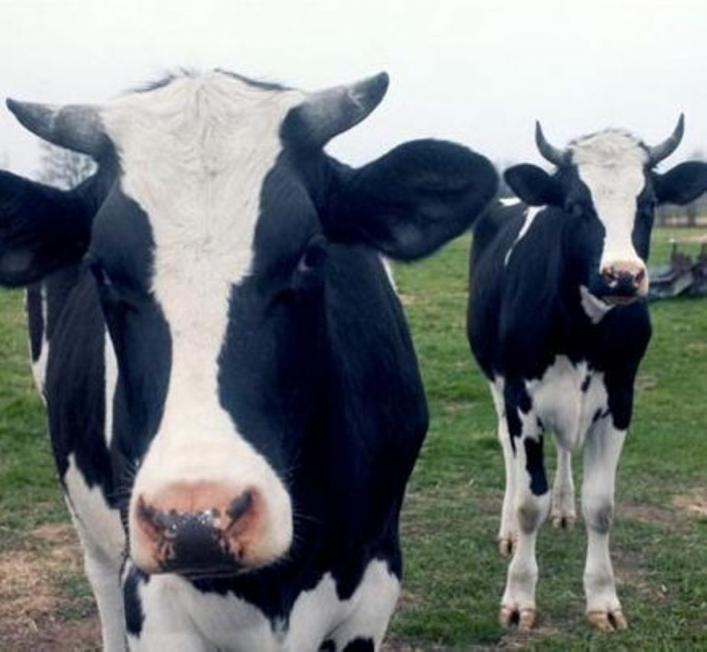 Second herd slaughtered