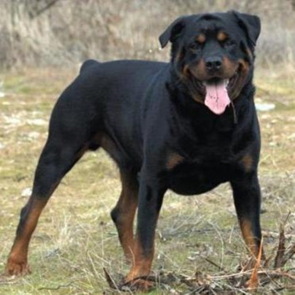 Conwy MP Betty Williams was bitten by a Rottweiler