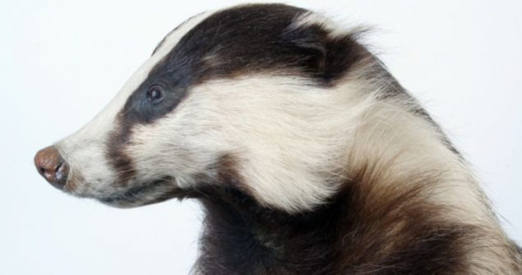 Badger cull: numbers down, pilot under scrutiny 