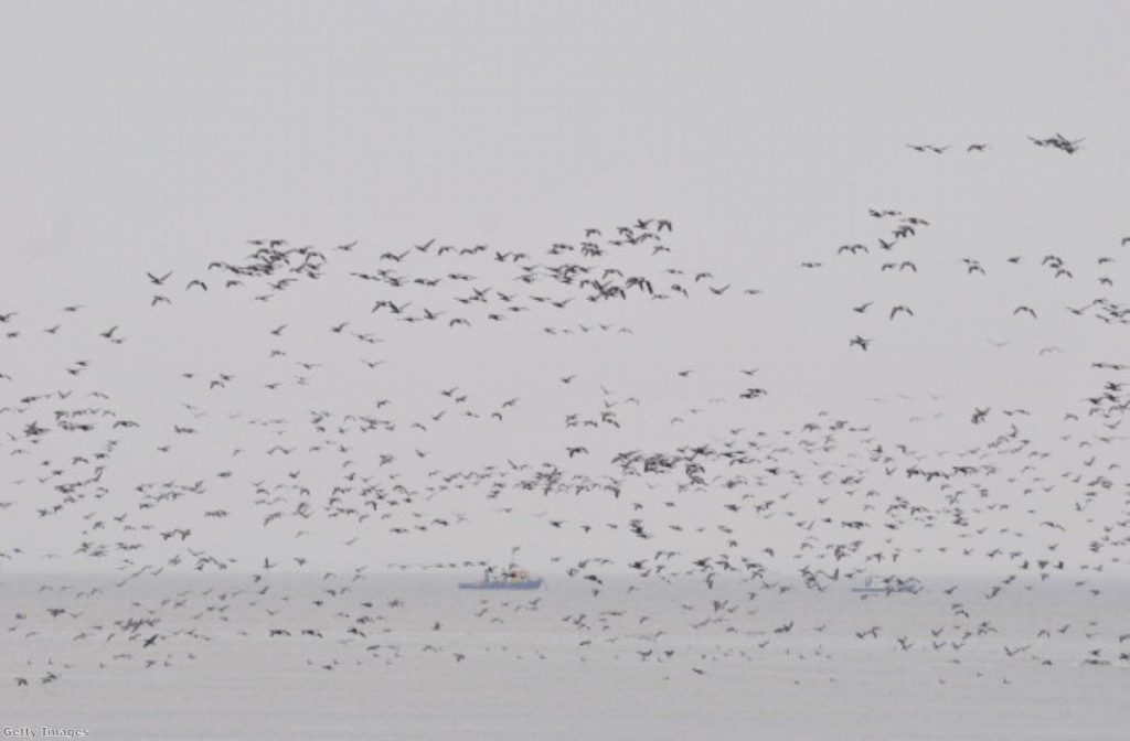 Migrating birds in the Thames Estuary would cause a "high risk" of bird strike.