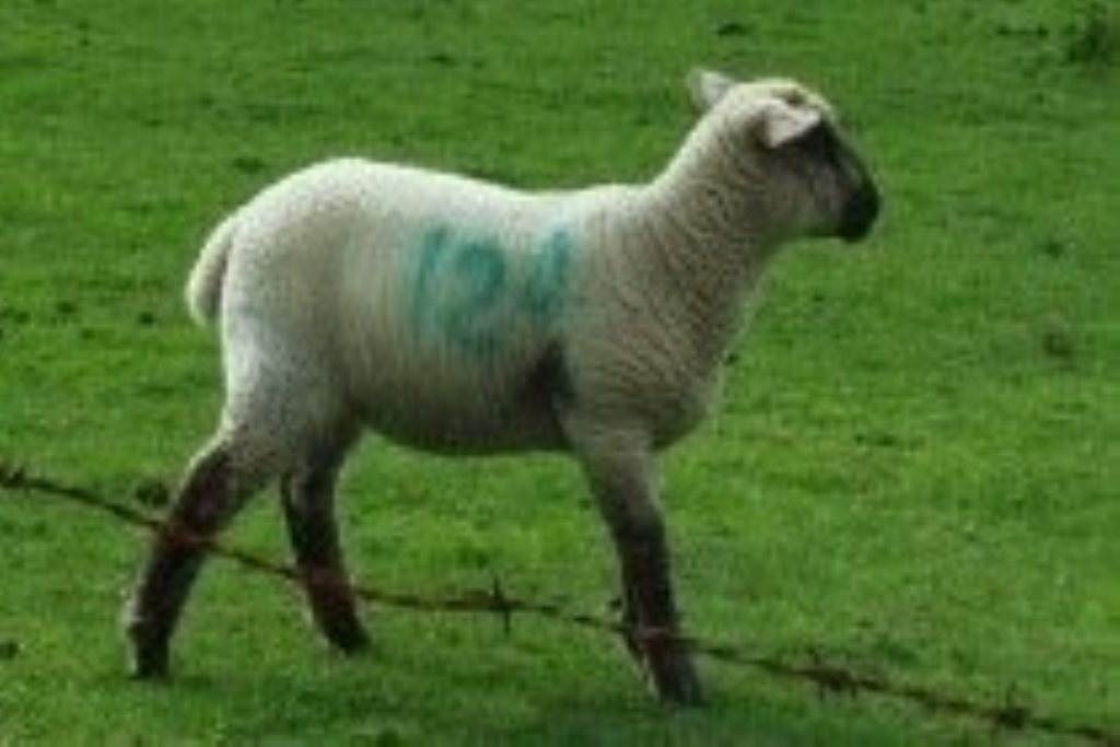 Aussie sheep dock in Kuwait