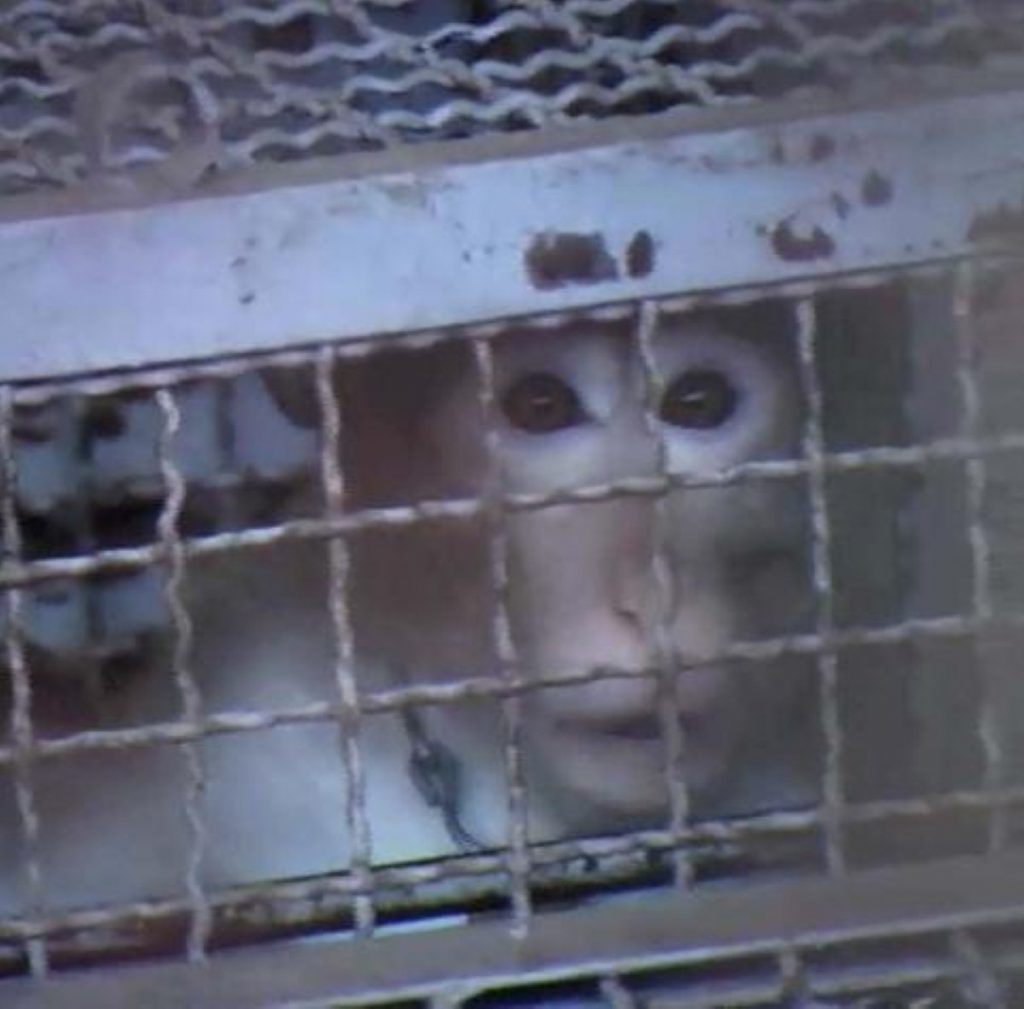 Monkeys are bred and kept in "deplorable" conditions