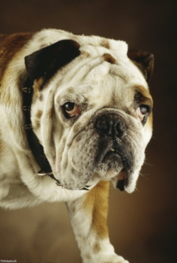 British Bulldog: Going the way of the dodo?