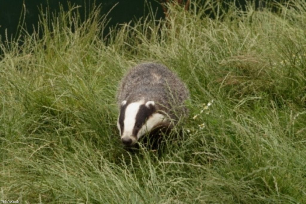 Badger populations have been badly hit - but campaigners will celebrate no more will die 