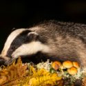 badger culling