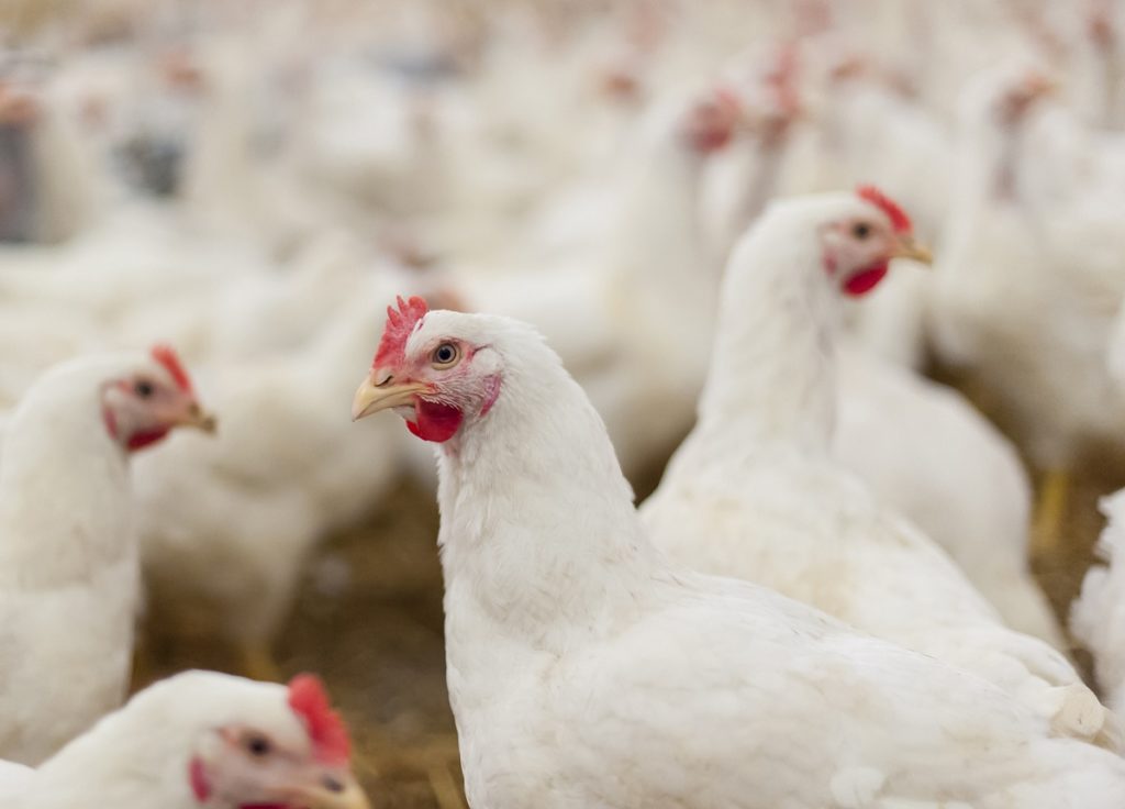 Hens in the henhouse